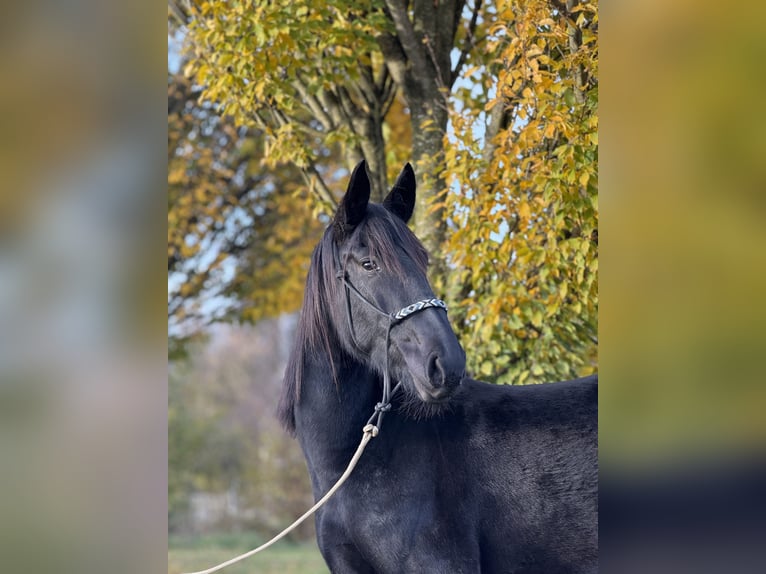 Frison Croisé Jument 3 Ans 160 cm Noir in Laupheim