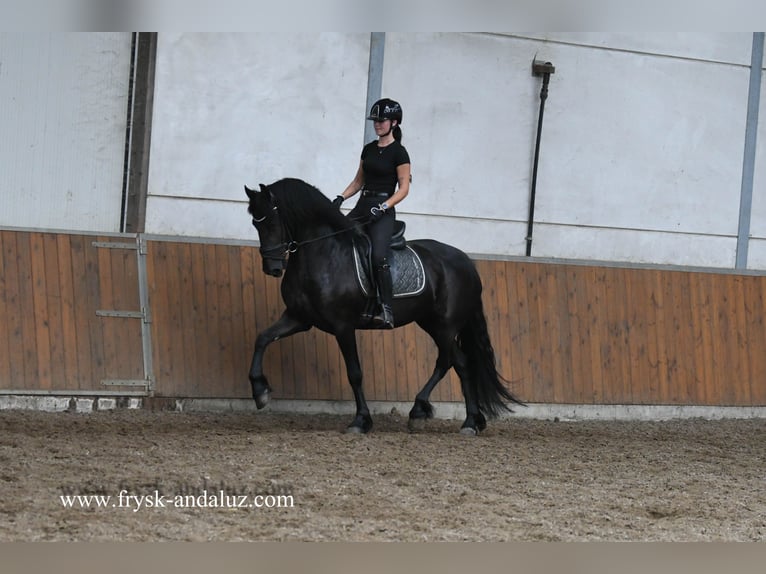 Frison Jument 3 Ans 162 cm Noir in Mijnsheerenland