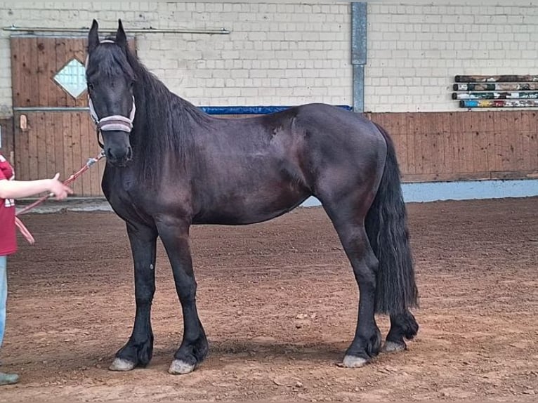 Frison Jument 3 Ans 166 cm Noir in Bad Bentheim