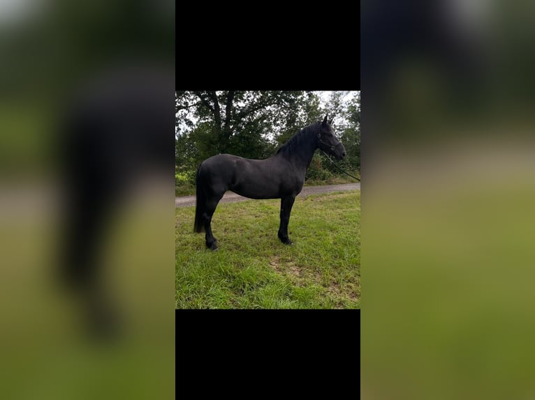 Frison Croisé Jument 3 Ans 167 cm Noir in Isterberg