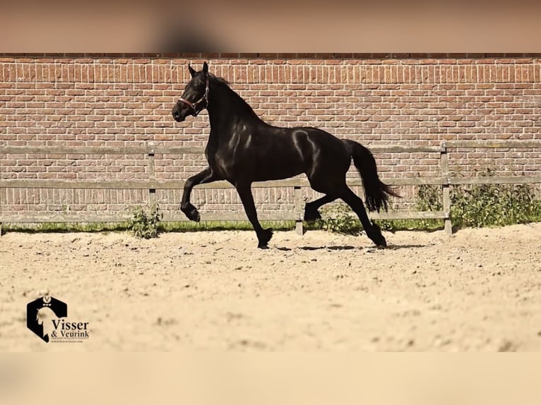 Frison Jument 3 Ans 168 cm Noir in Drachten