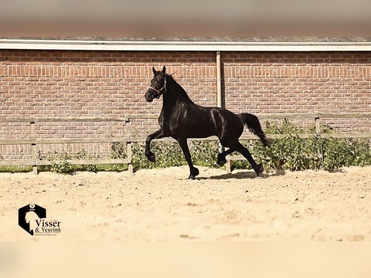 Frison Jument 3 Ans 168 cm Noir in Drachten