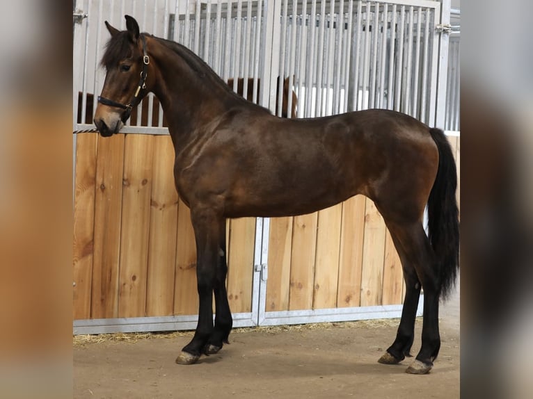 Frison Croisé Jument 3 Ans 171 cm Bai brun in Belgern