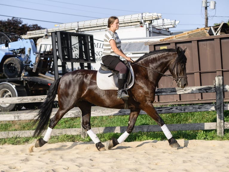 Frison Jument 3 Ans Noir in Honey Brook