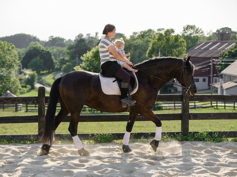 Frison Jument 3 Ans Noir in Honey Brook