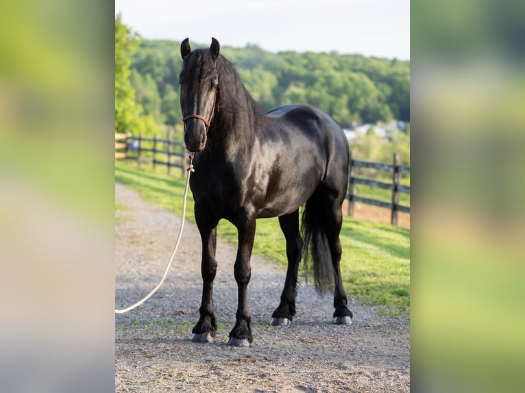 Frison Jument 3 Ans Noir in Honey Brook