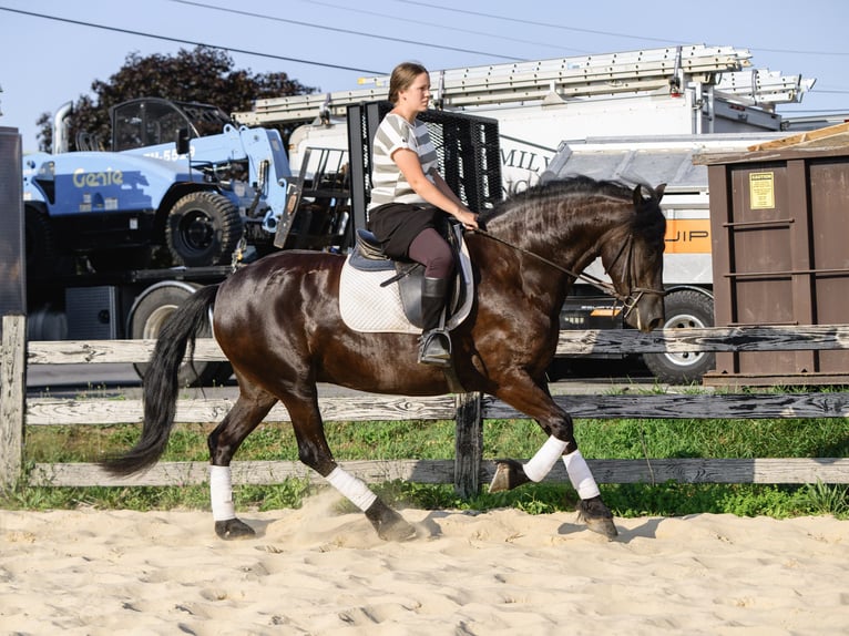 Frison Jument 3 Ans Noir in Honey Brook