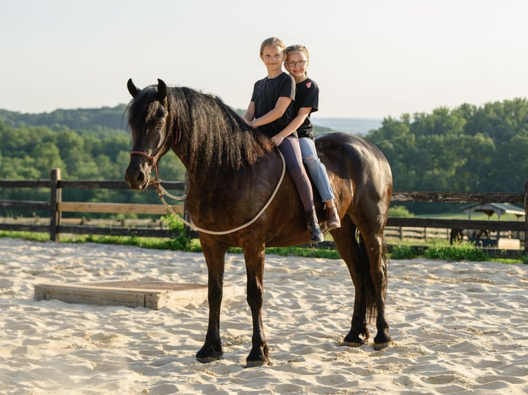 Frison Jument 3 Ans Noir in Honey Brook