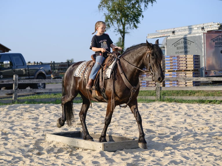 Frison Jument 3 Ans Noir in Honey Brook