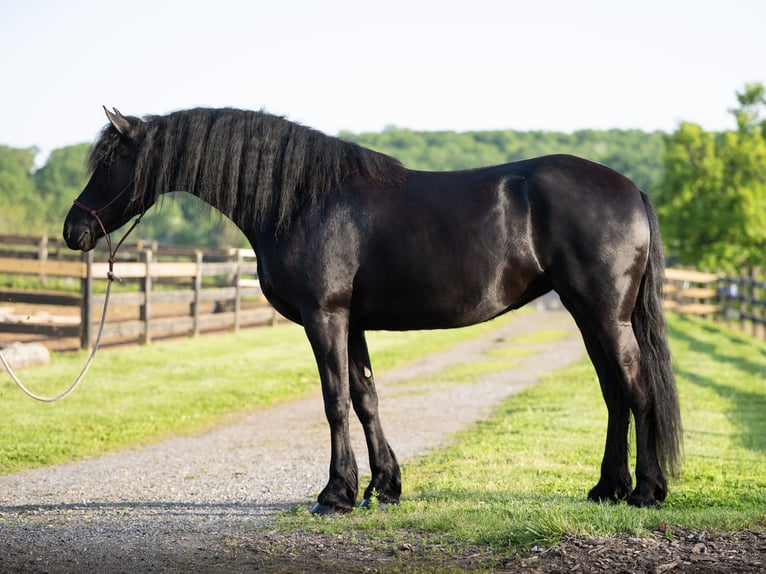 Frison Jument 3 Ans Noir in Honey Brook