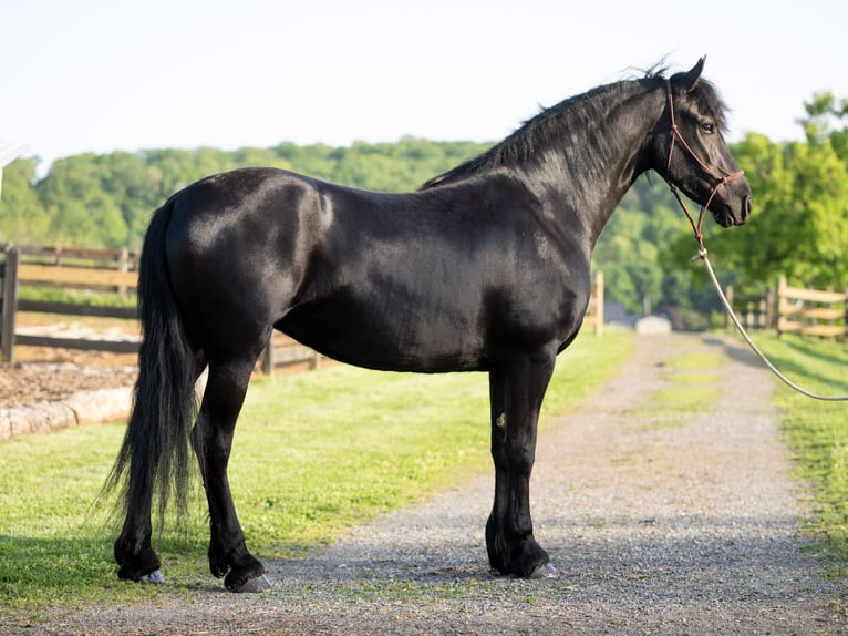 Frison Jument 3 Ans Noir in Honey Brook