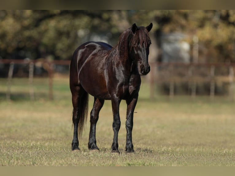 Frison Croisé Jument 4 Ans 142 cm Noir in Joshua