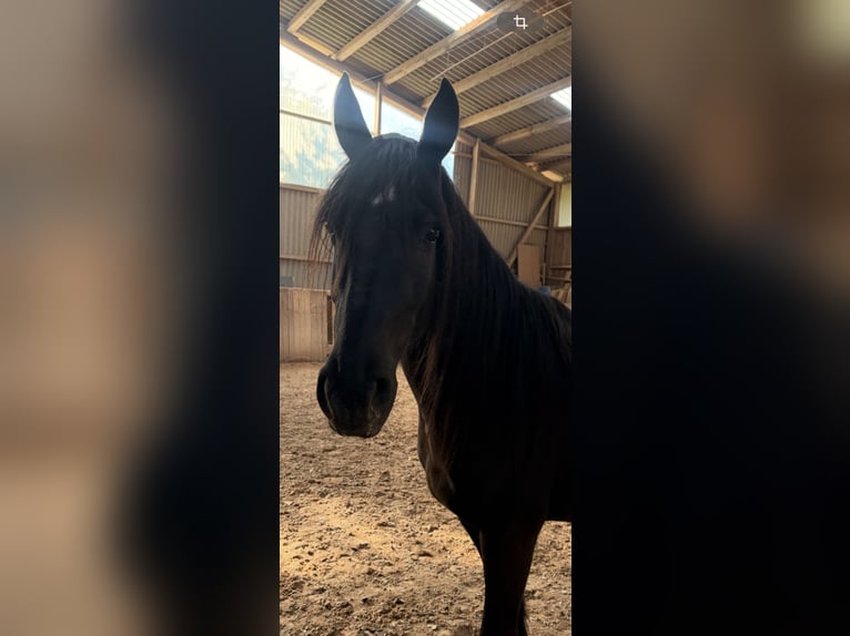Frison Croisé Jument 4 Ans 148 cm Noir in Ruppertshofen