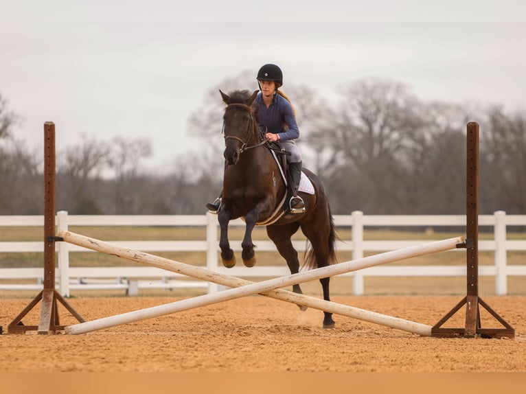 Frison Croisé Jument 4 Ans 150 cm Noir in Joshua, TX