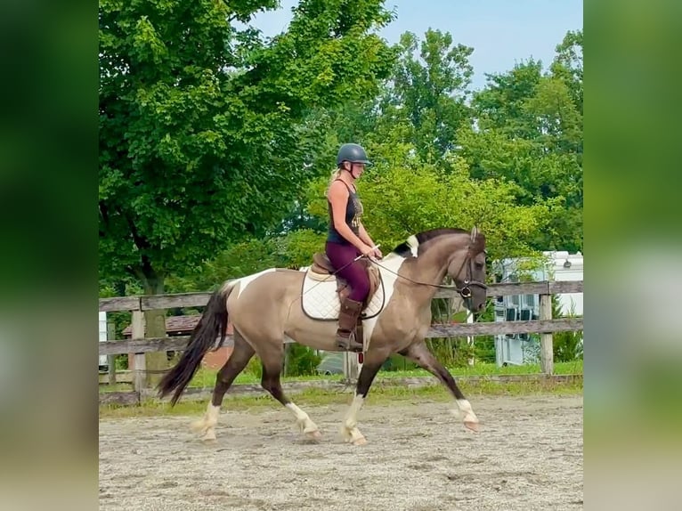 Frison Croisé Jument 4 Ans 152 cm Pinto in New Holland