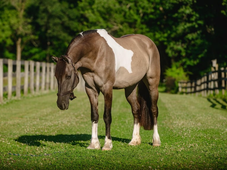 Frison Croisé Jument 4 Ans 152 cm Pinto in New Holland