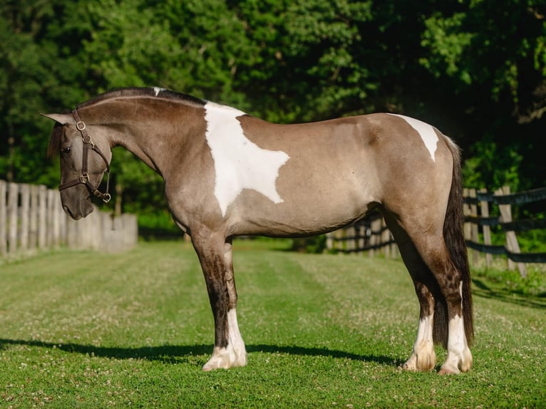 Frison Croisé Jument 4 Ans 152 cm Pinto in New Holland