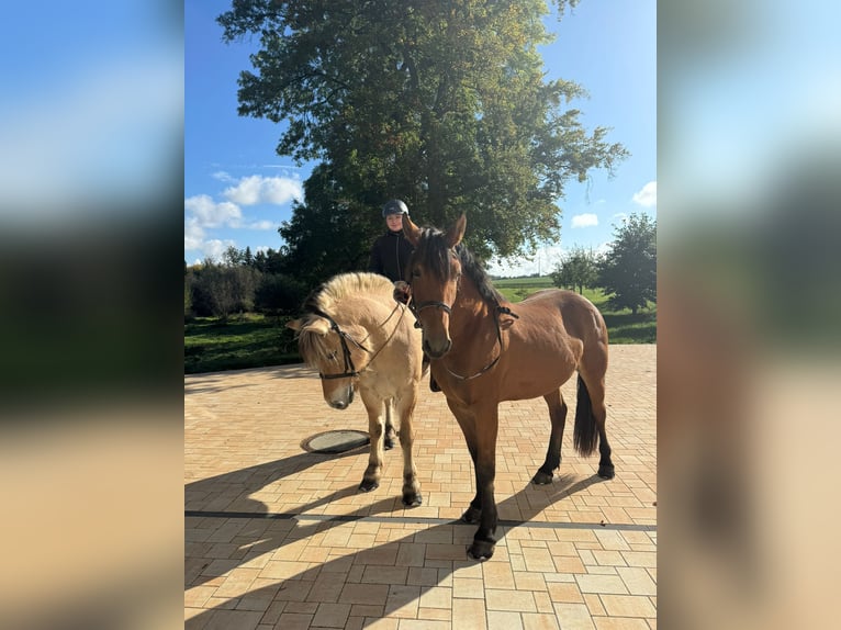 Frison Croisé Jument 4 Ans 155 cm Bai in Nossen
