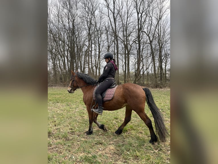 Frison Croisé Jument 4 Ans 155 cm Bai in Nossen