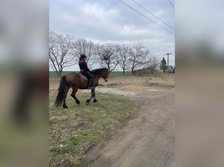 Frison Croisé Jument 4 Ans 155 cm Bai in Nossen