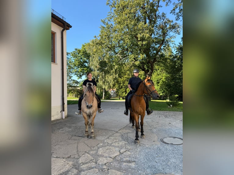 Frison Croisé Jument 4 Ans 155 cm Bai in Nossen