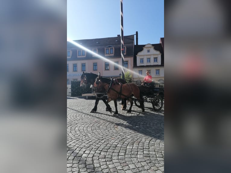Frison Croisé Jument 4 Ans 155 cm Bai in Nossen