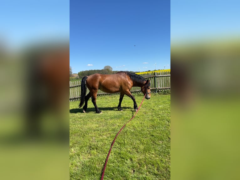 Frison Croisé Jument 4 Ans 155 cm Bai in Nossen