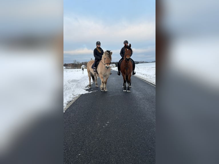 Frison Croisé Jument 4 Ans 155 cm Bai in Nossen