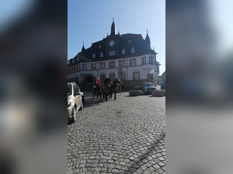 Frison Croisé Jument 4 Ans 155 cm Bai in Nossen
