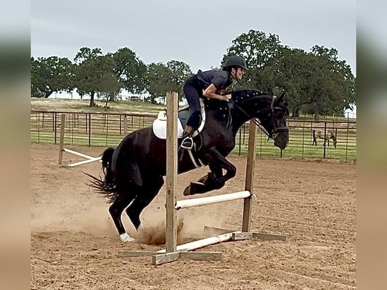 Frison Croisé Jument 4 Ans 157 cm Noir in Weatherford, TX