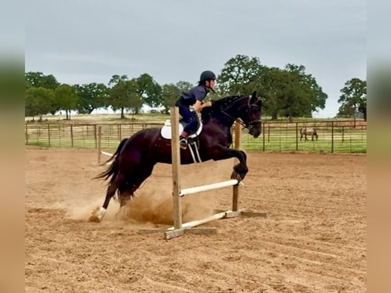 Frison Croisé Jument 4 Ans 157 cm Noir in Weatherford, TX