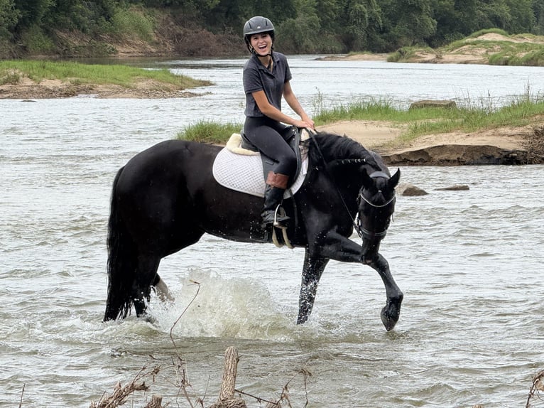 Frison Croisé Jument 4 Ans 157 cm Noir in Weatherford, TX