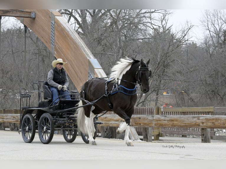 Frison Croisé Jument 4 Ans 157 cm Pinto in Oelwein