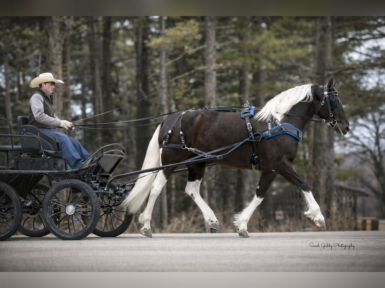Frison Croisé Jument 4 Ans 157 cm Pinto in Oelwein