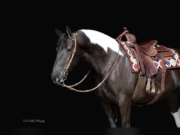 Frison Croisé Jument 4 Ans 157 cm Pinto in Oelwein