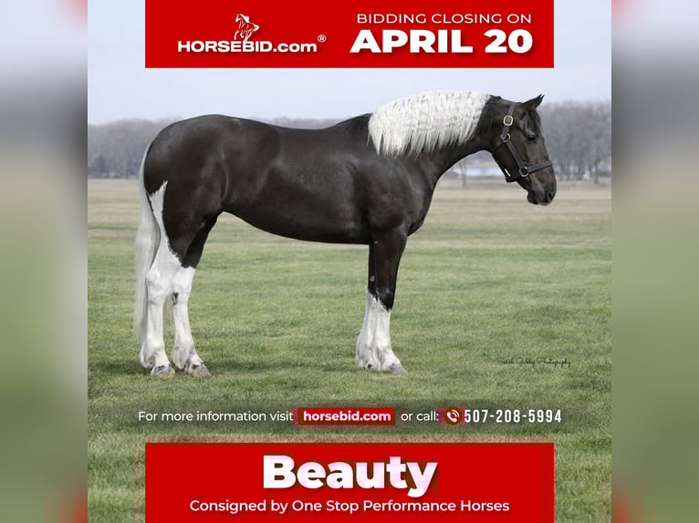 Frison Croisé Jument 4 Ans 157 cm Pinto in Oelwein