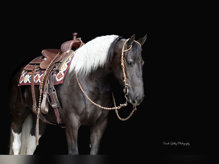 Frison Croisé Jument 4 Ans 157 cm Pinto in Oelwein