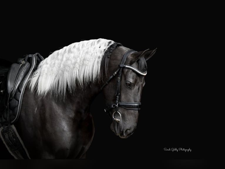 Frison Croisé Jument 4 Ans 157 cm Pinto in Oelwein