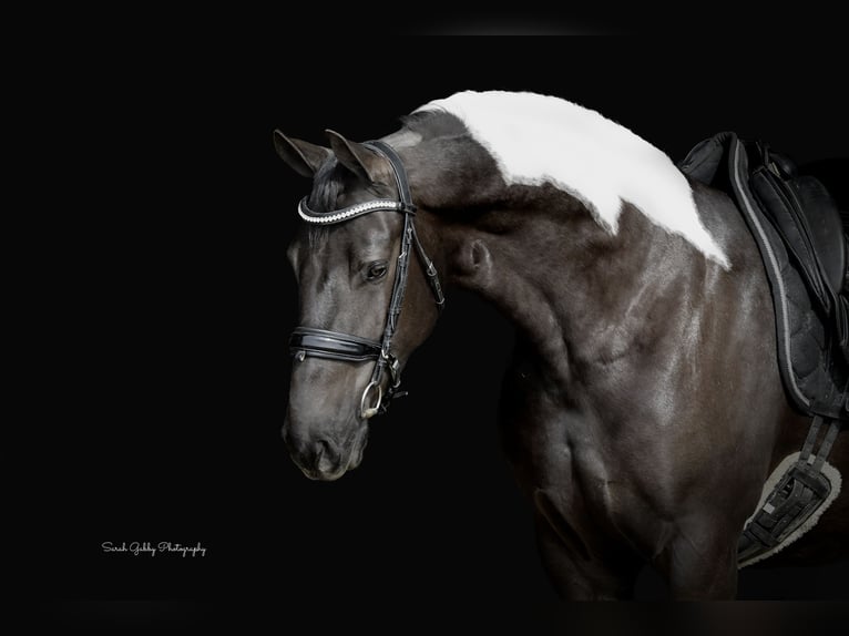 Frison Croisé Jument 4 Ans 157 cm Pinto in Oelwein