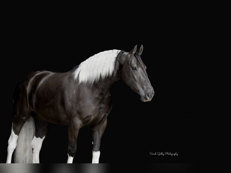 Frison Croisé Jument 4 Ans 157 cm Pinto in Oelwein
