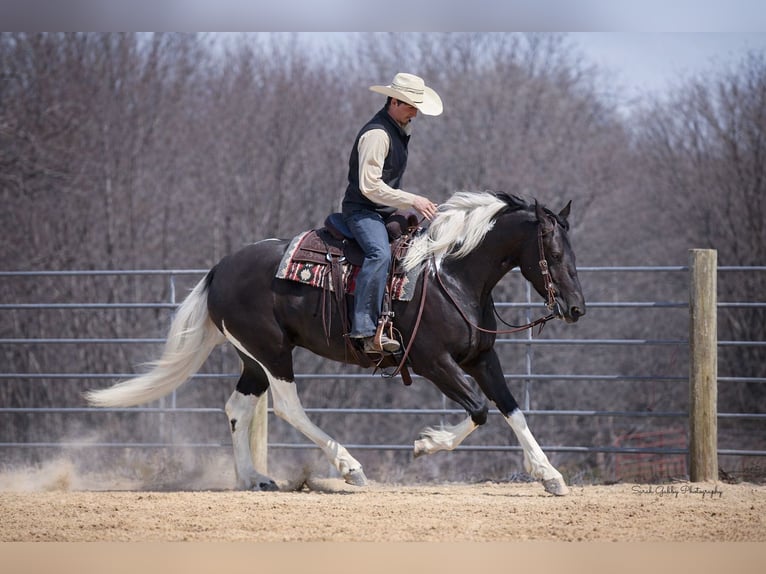 Frison Croisé Jument 4 Ans 157 cm Pinto in Oelwein
