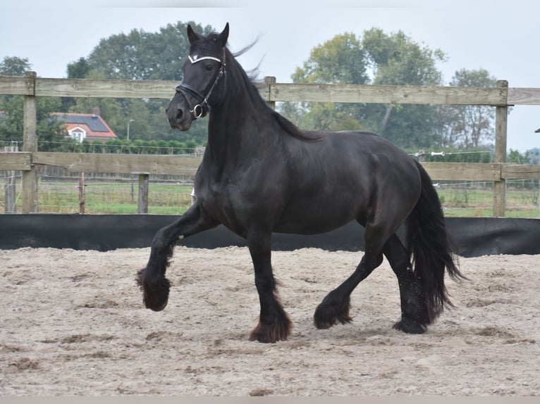 Frison Jument 4 Ans 158 cm Noir in Achtmaal