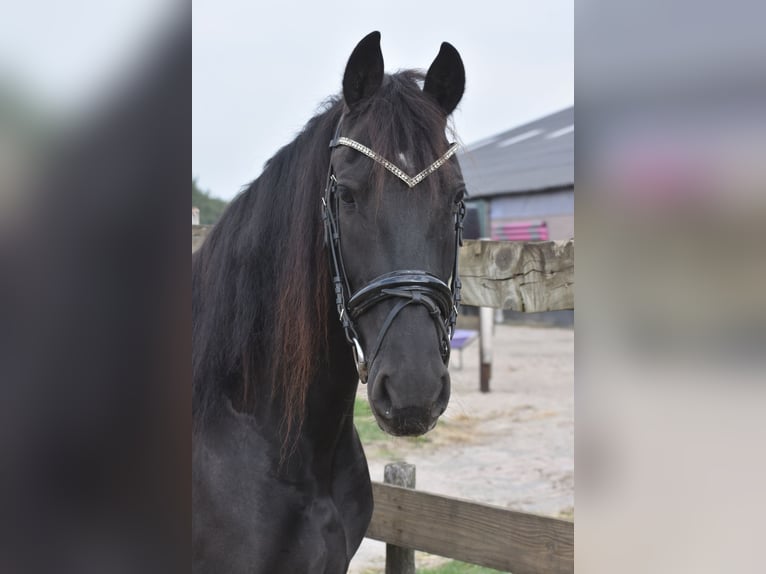 Frison Jument 4 Ans 158 cm Noir in Achtmaal