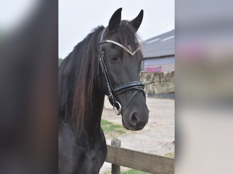 Frison Jument 4 Ans 158 cm Noir in Achtmaal