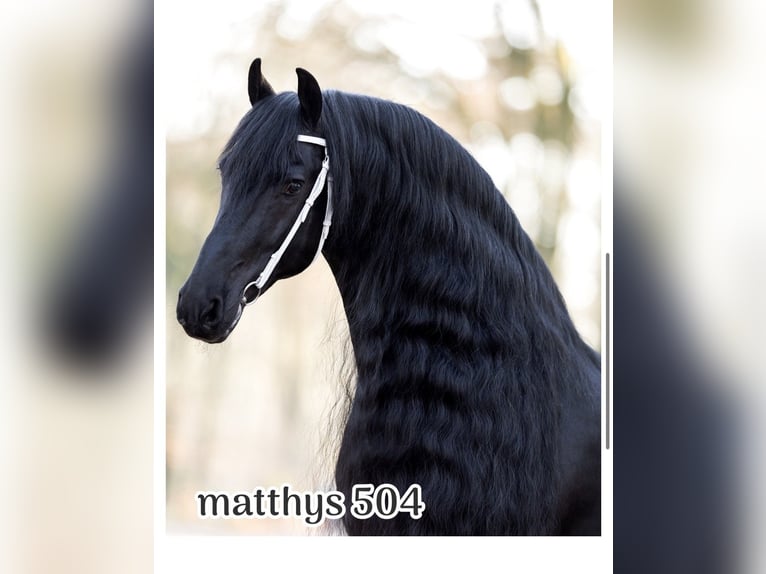 Frison Jument 4 Ans 158 cm Noir in Achtmaal