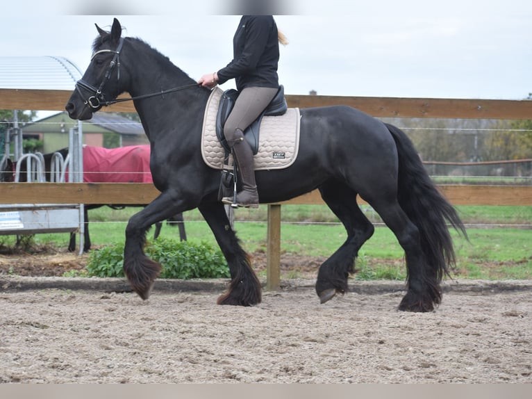 Frison Jument 4 Ans 158 cm Noir in Achtmaal