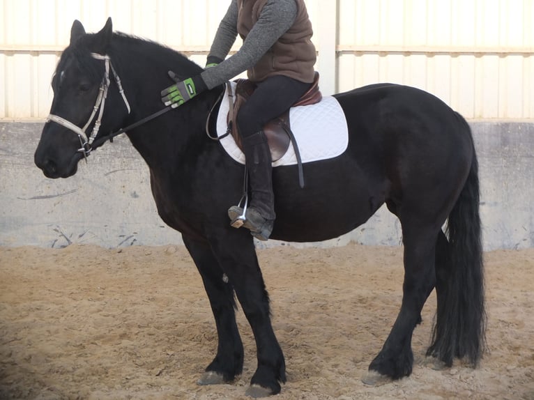 Frison Croisé Jument 4 Ans 158 cm Noir in Buttstädt