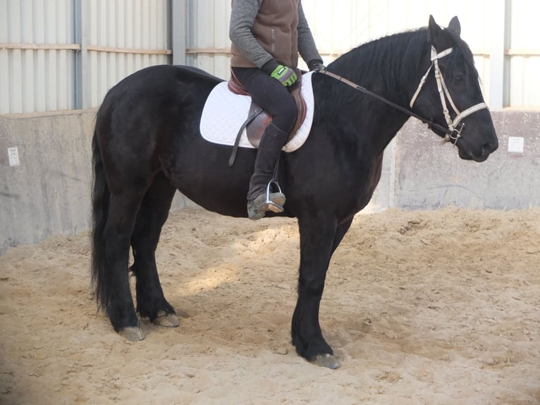 Frison Croisé Jument 4 Ans 158 cm Noir in Buttst&#xE4;dt