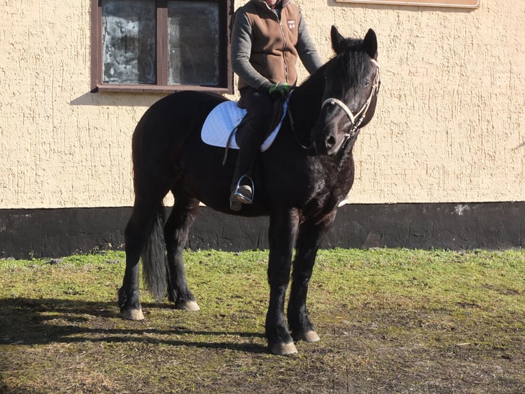 Frison Croisé Jument 4 Ans 158 cm Noir in Buttstädt