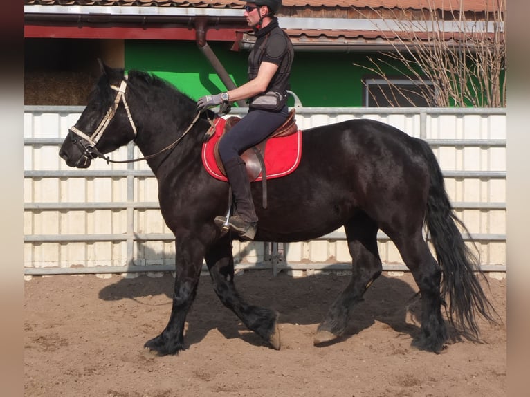 Frison Croisé Jument 4 Ans 158 cm Noir in Buttst&#xE4;dt